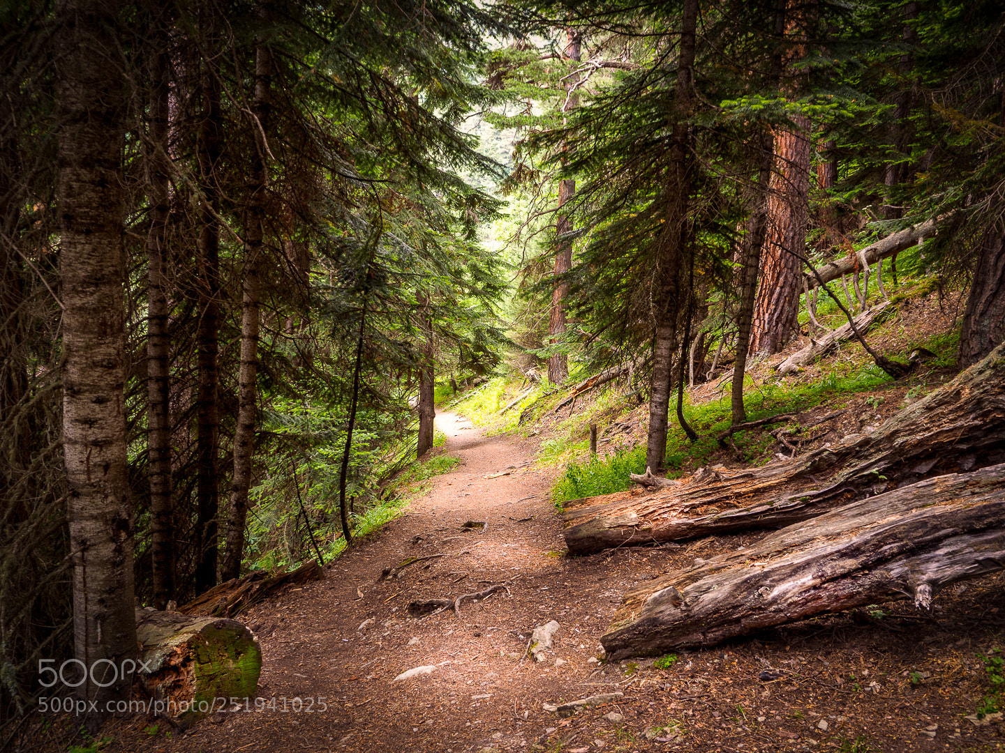 Olympus OM-D E-M5 II sample photo. Path in the forest photography