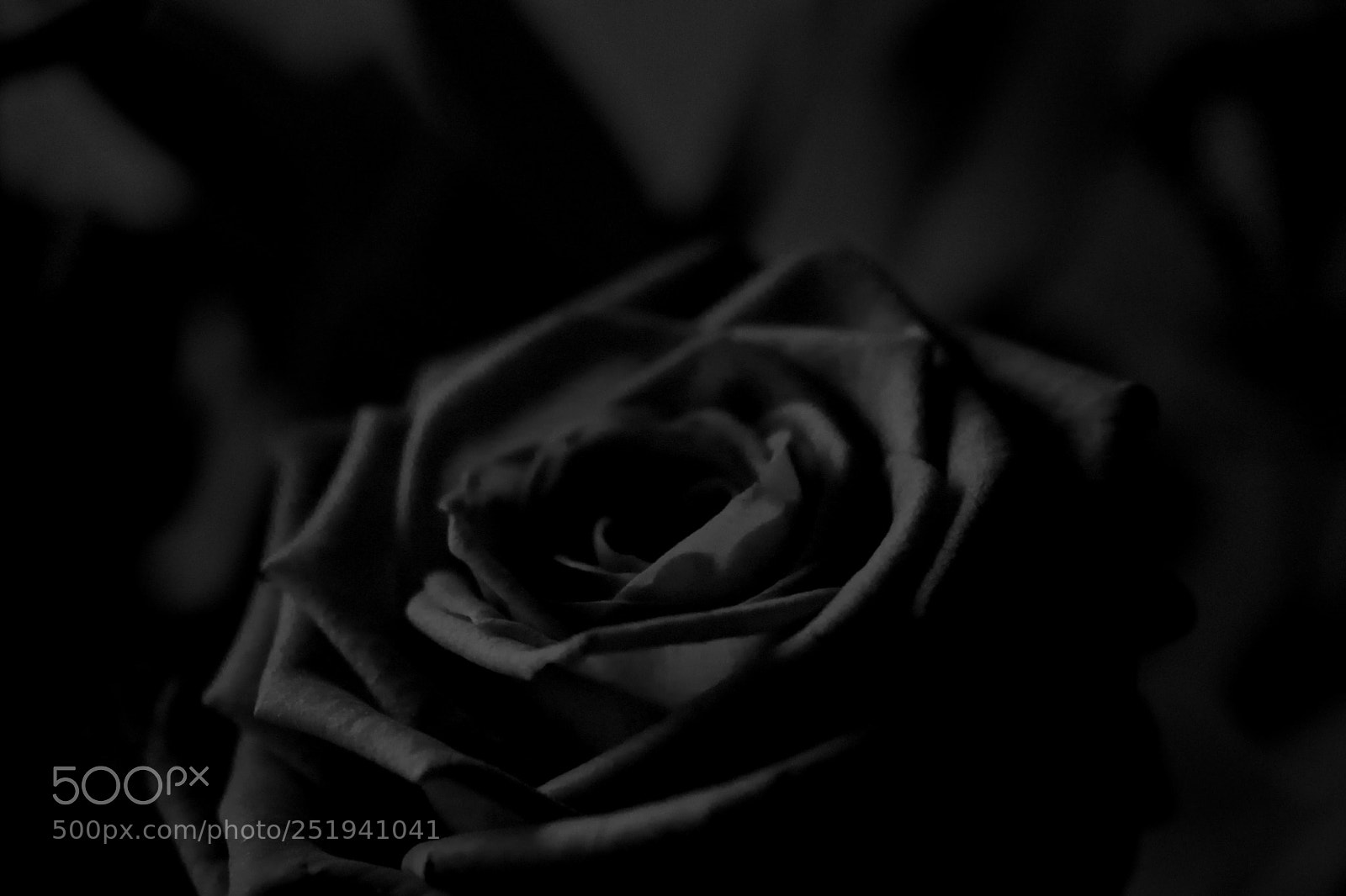 Canon EOS 200D (EOS Rebel SL2 / EOS Kiss X9) sample photo. Black rose photography