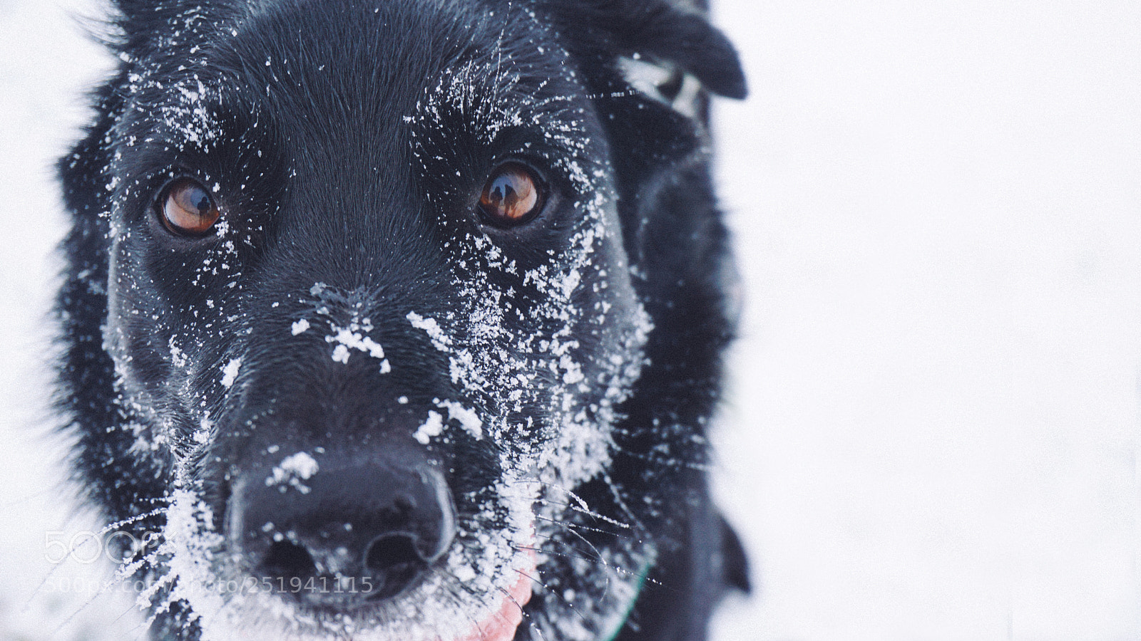 Sony a6000 sample photo. Shepherd in the snow photography