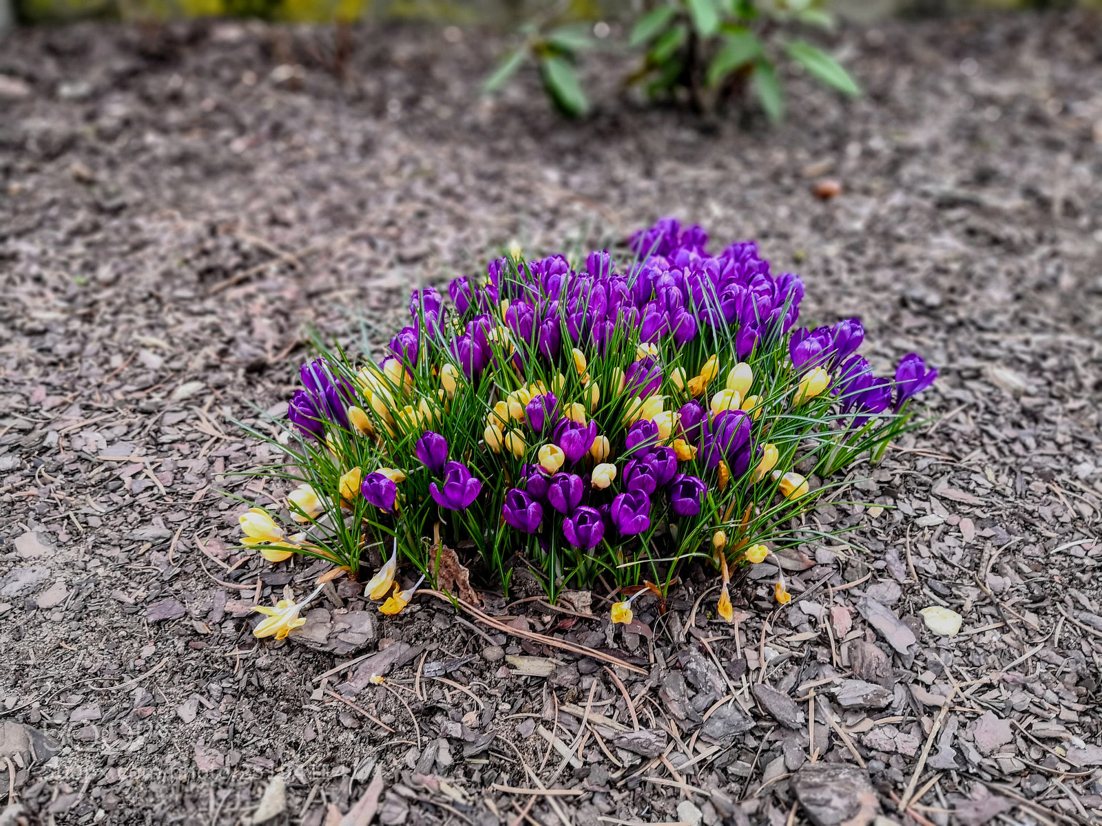 HUAWEI Mate 10 Pro sample photo. Edf photography