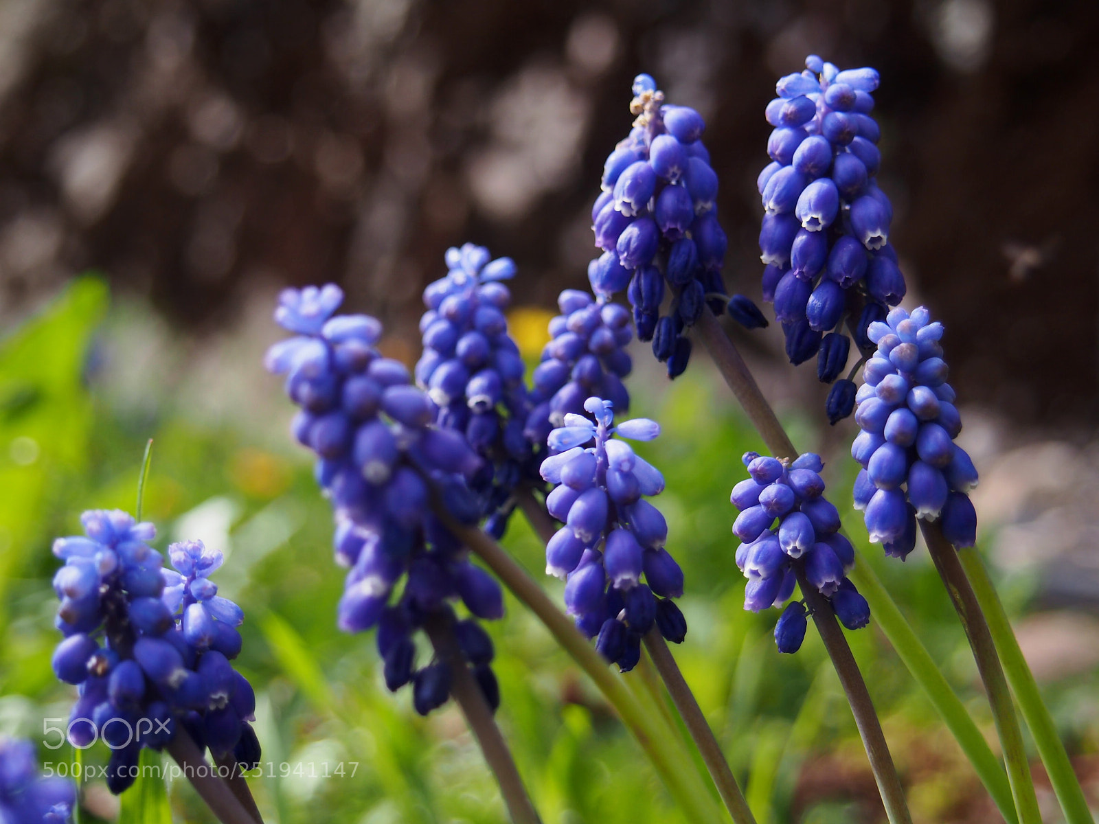 Olympus PEN E-PL5 sample photo. Flowers 3 photography
