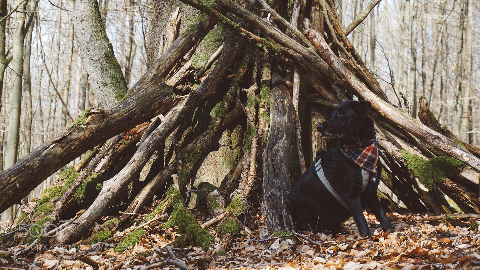 Sony a6000 sample photo. In the woods photography