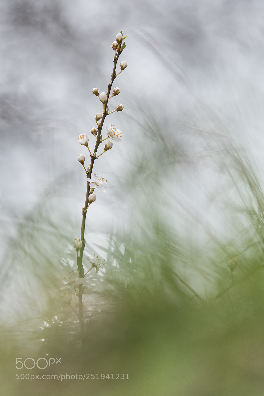 Nikon D500 sample photo. Hp photography