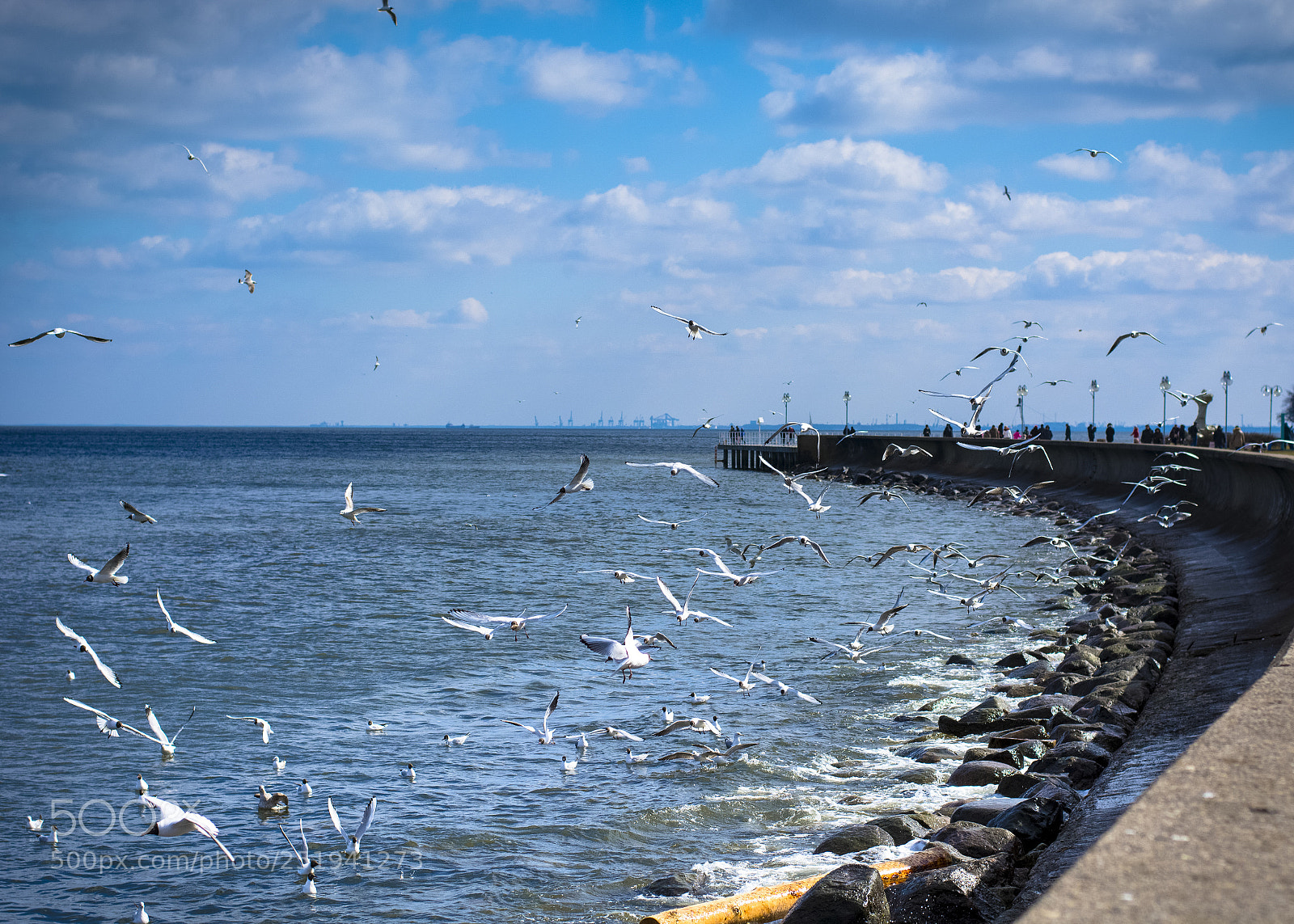 Nikon D7100 sample photo. Seagulls photography