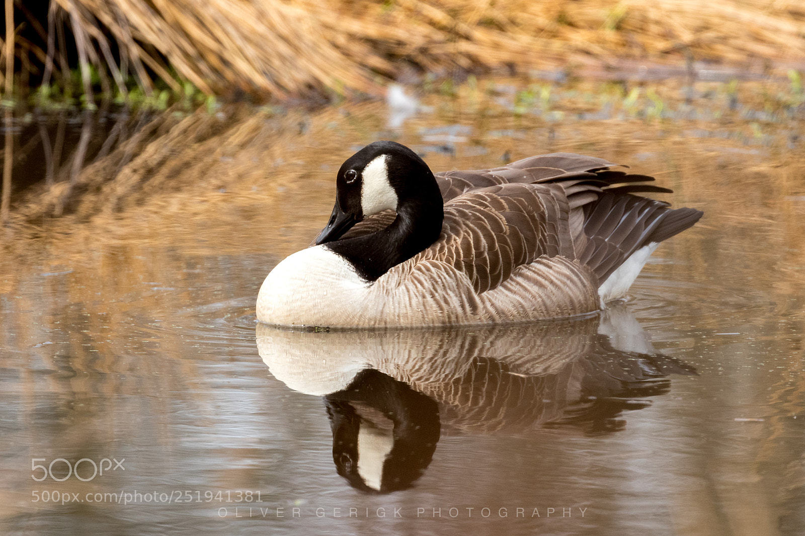 Canon EOS 80D sample photo. Canada goose photography