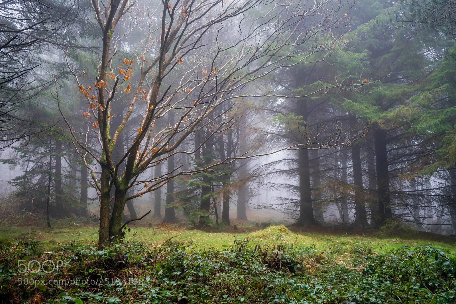 Sony a7R II sample photo. Calligollogan wood mist photography