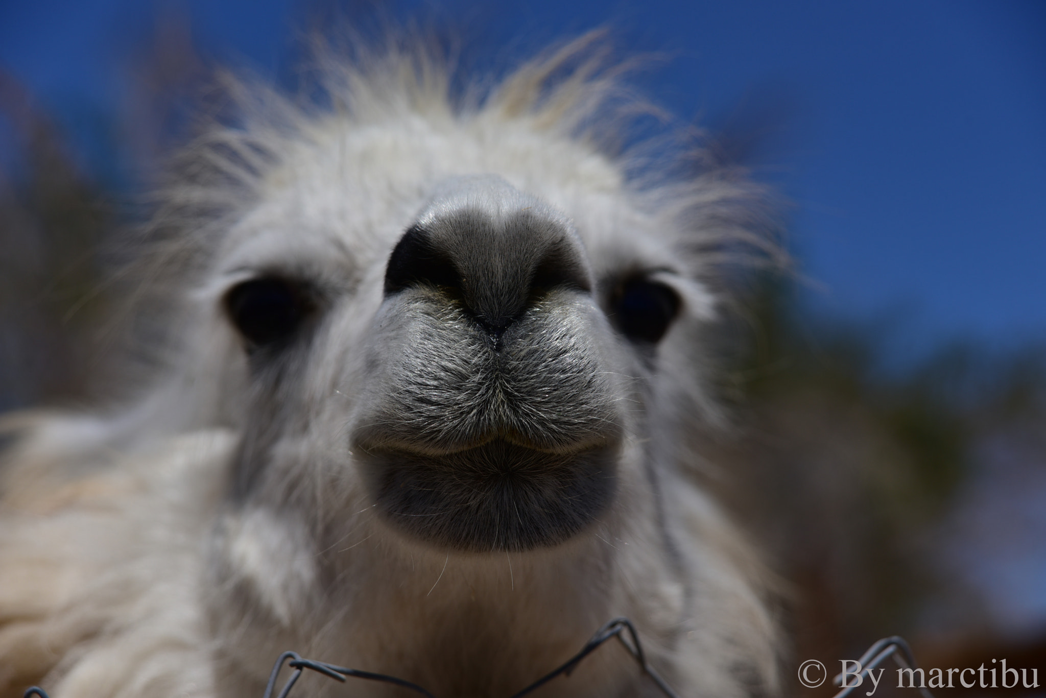 AF Zoom-Nikkor 24-120mm f/3.5-5.6D IF sample photo. Llama photography