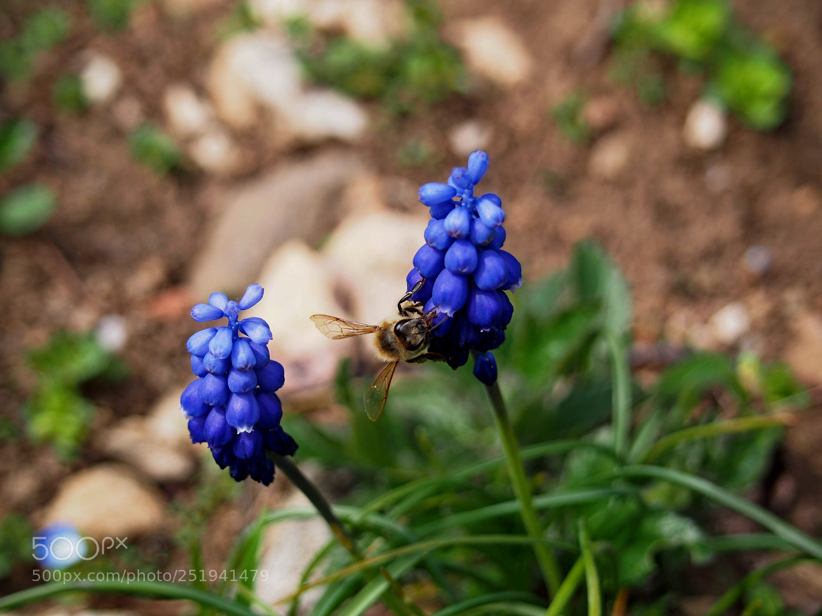 Olympus PEN E-PL5 sample photo. Flowers 4 photography
