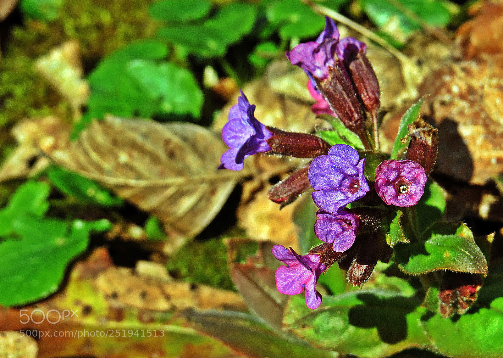 Canon PowerShot SX50 HS sample photo. Spring is here photography