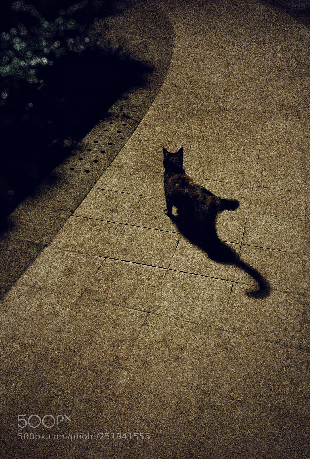 Samsung Galaxy S9+ sample photo. Untitled photography