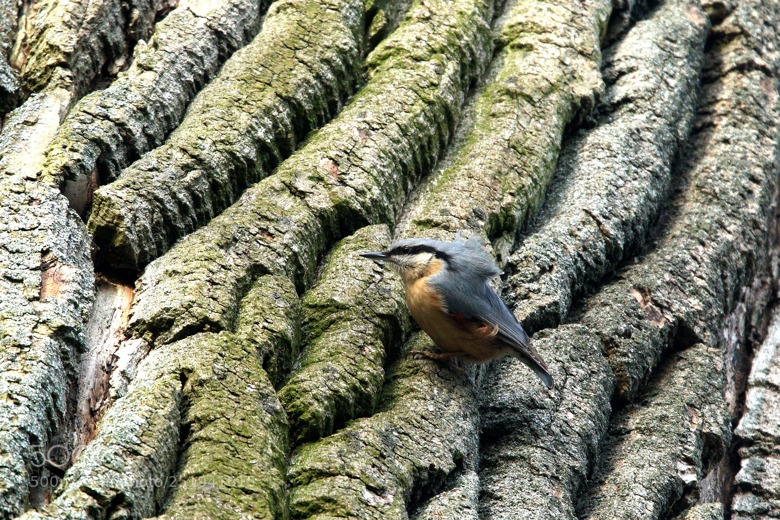 Sony a6500 sample photo. Small bird - big photography