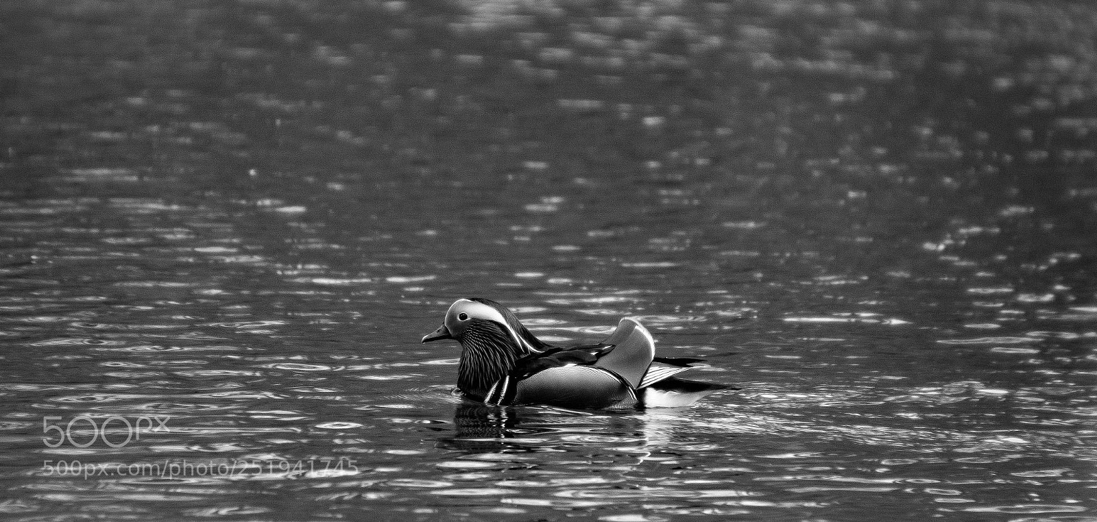 Canon EOS 100D (EOS Rebel SL1 / EOS Kiss X7) sample photo. Duck @ tervuren photography