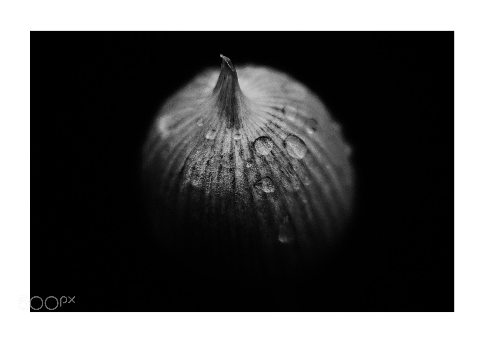 Nikon D5000 sample photo. Spring allium in the photography