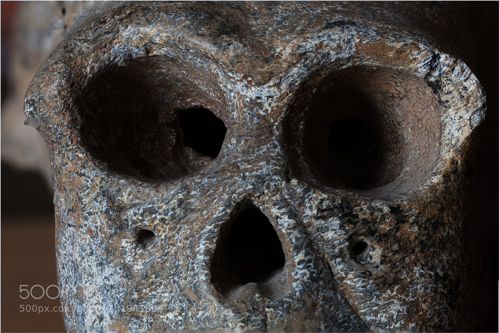 Canon EOS 5DS R sample photo. Monkey skull isolated photography