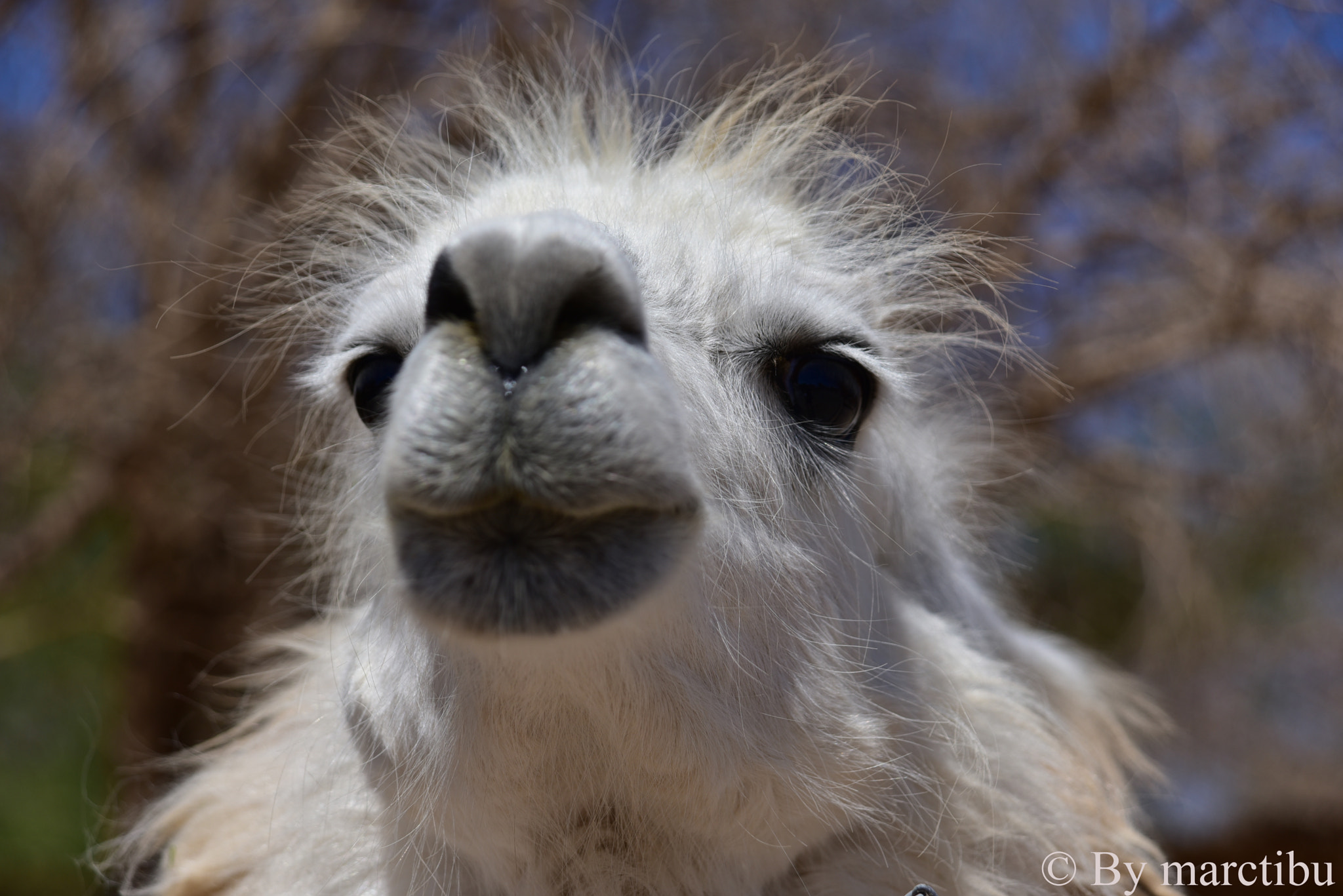 AF Zoom-Nikkor 24-120mm f/3.5-5.6D IF sample photo. Llama photography