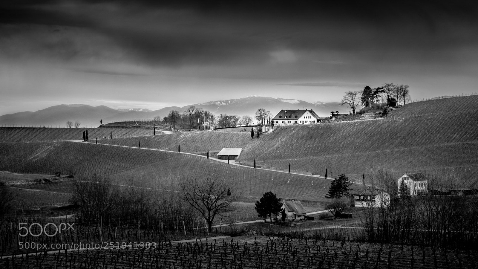 Sony ILCA-77M2 sample photo. Vineyard photography