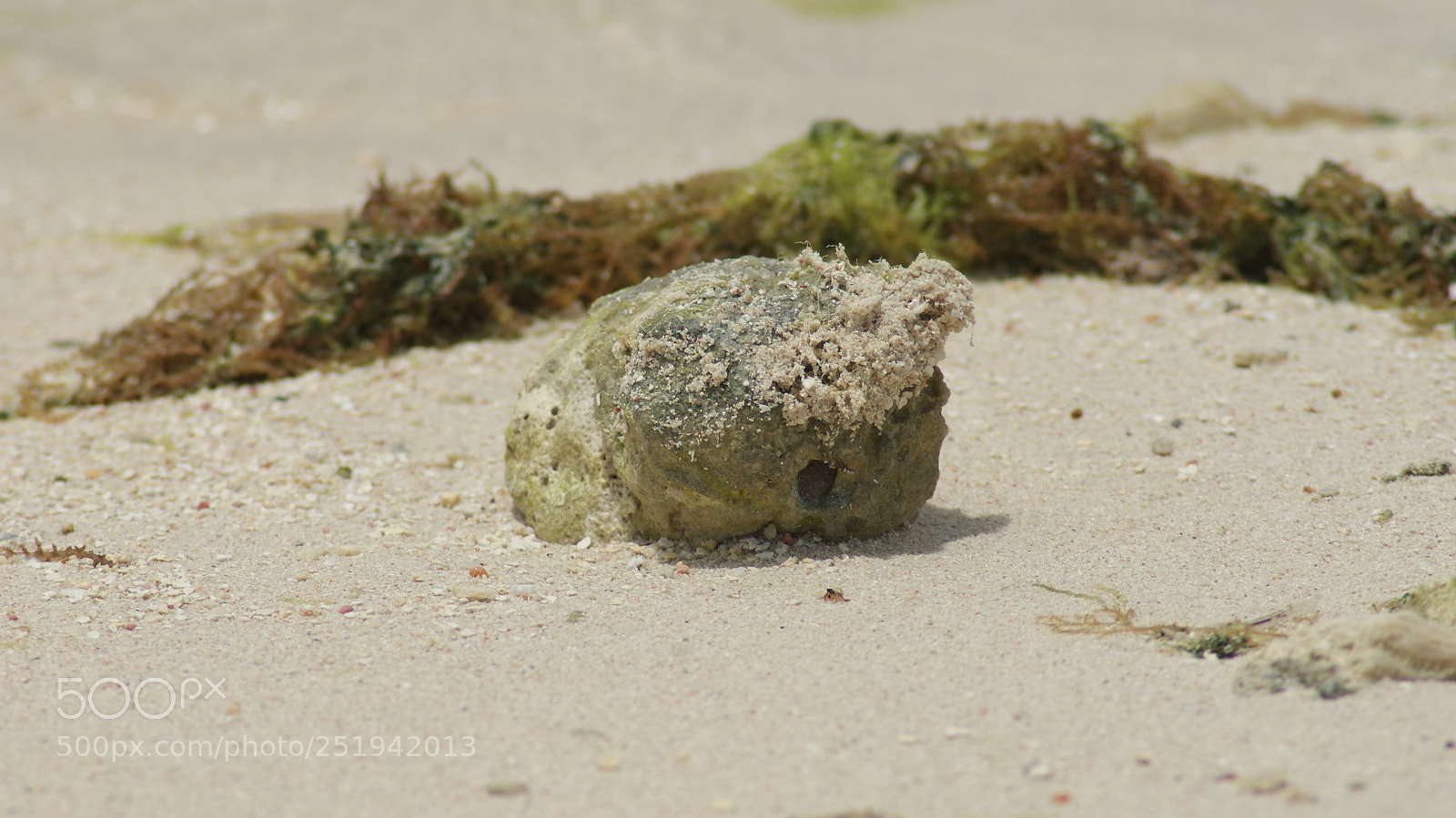 Sony Alpha DSLR-A300 sample photo. Washed ashore photography