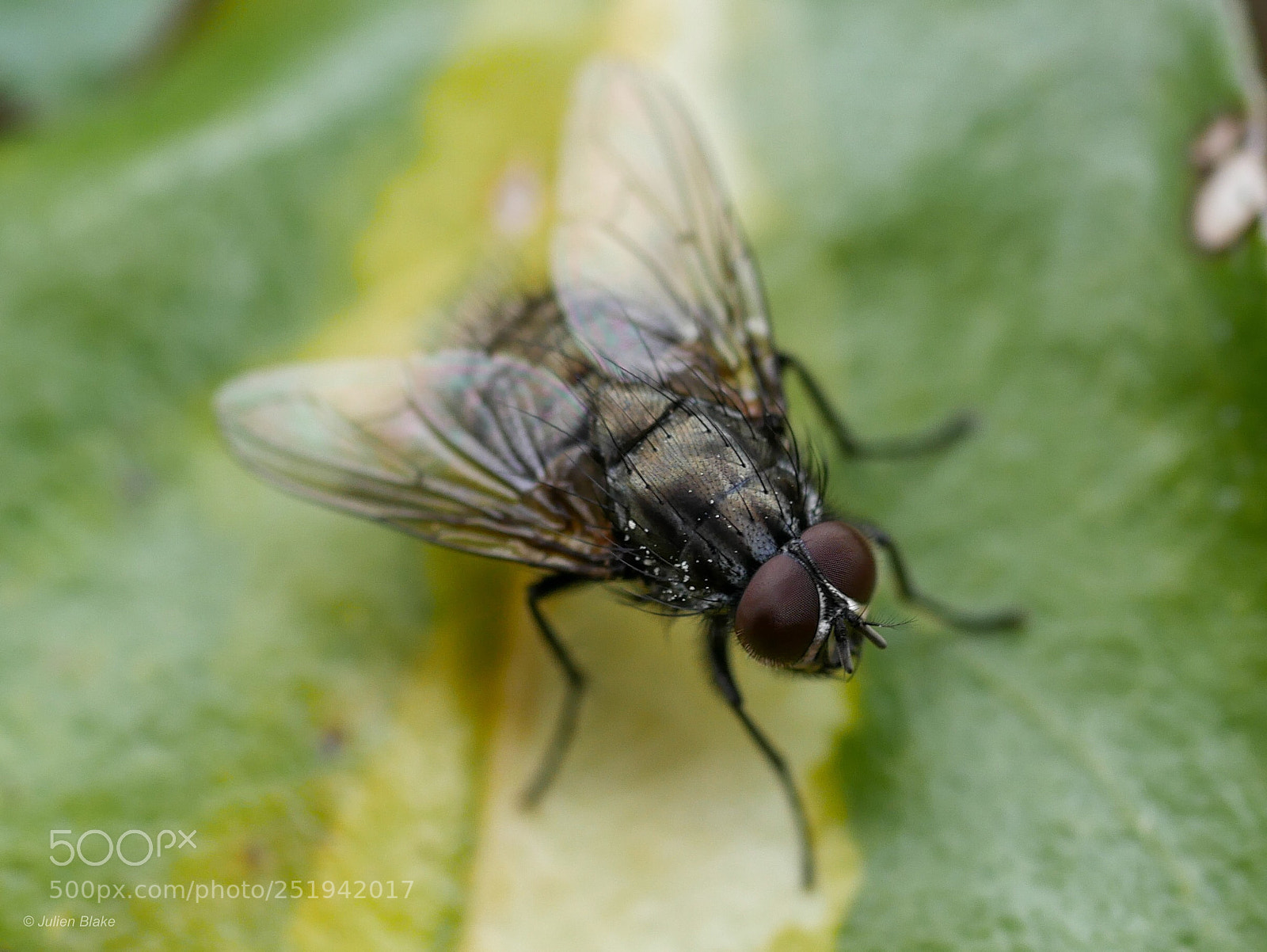 Panasonic Lumix DMC-G7 sample photo. Mouche  photography