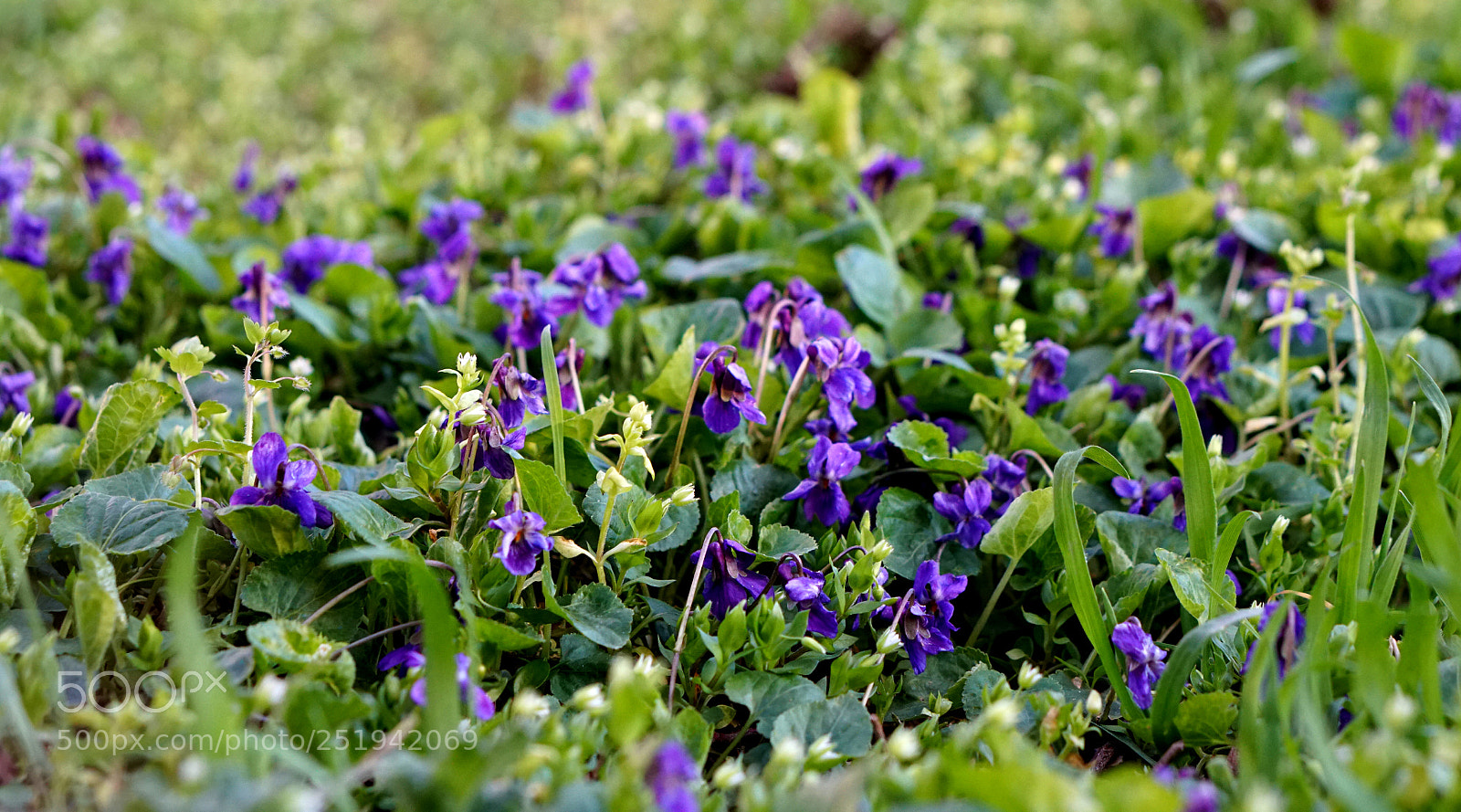 Sony a6300 sample photo. Spring time is coming 3 photography