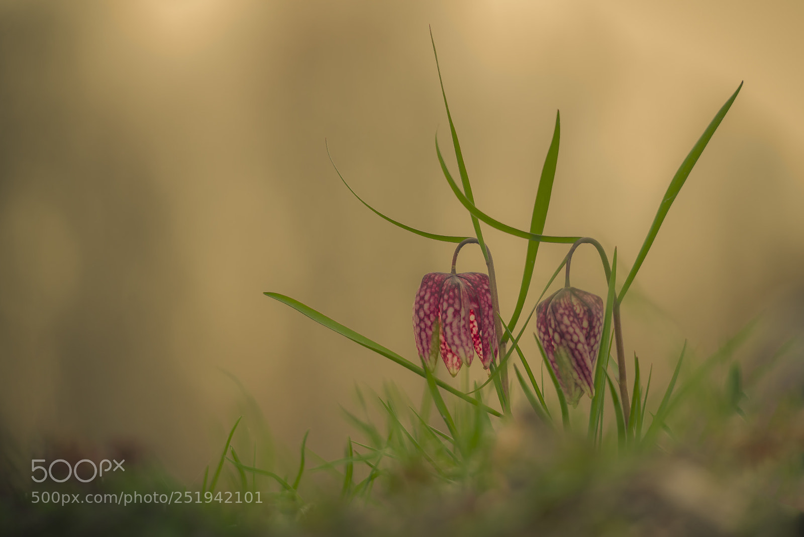 Nikon D610 sample photo. Together photography