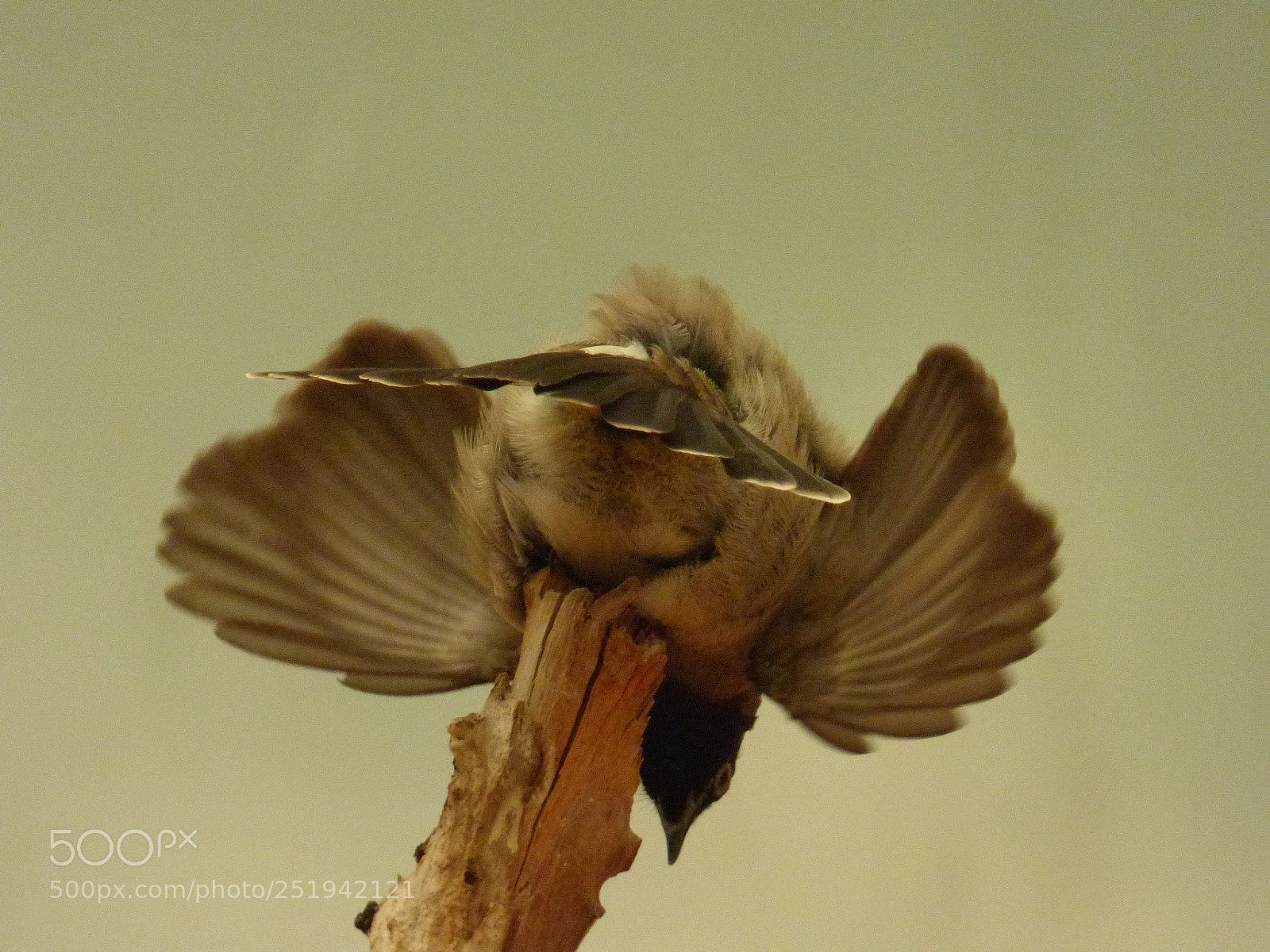 Panasonic Lumix DMC-FZ70 sample photo. Bird take off photography