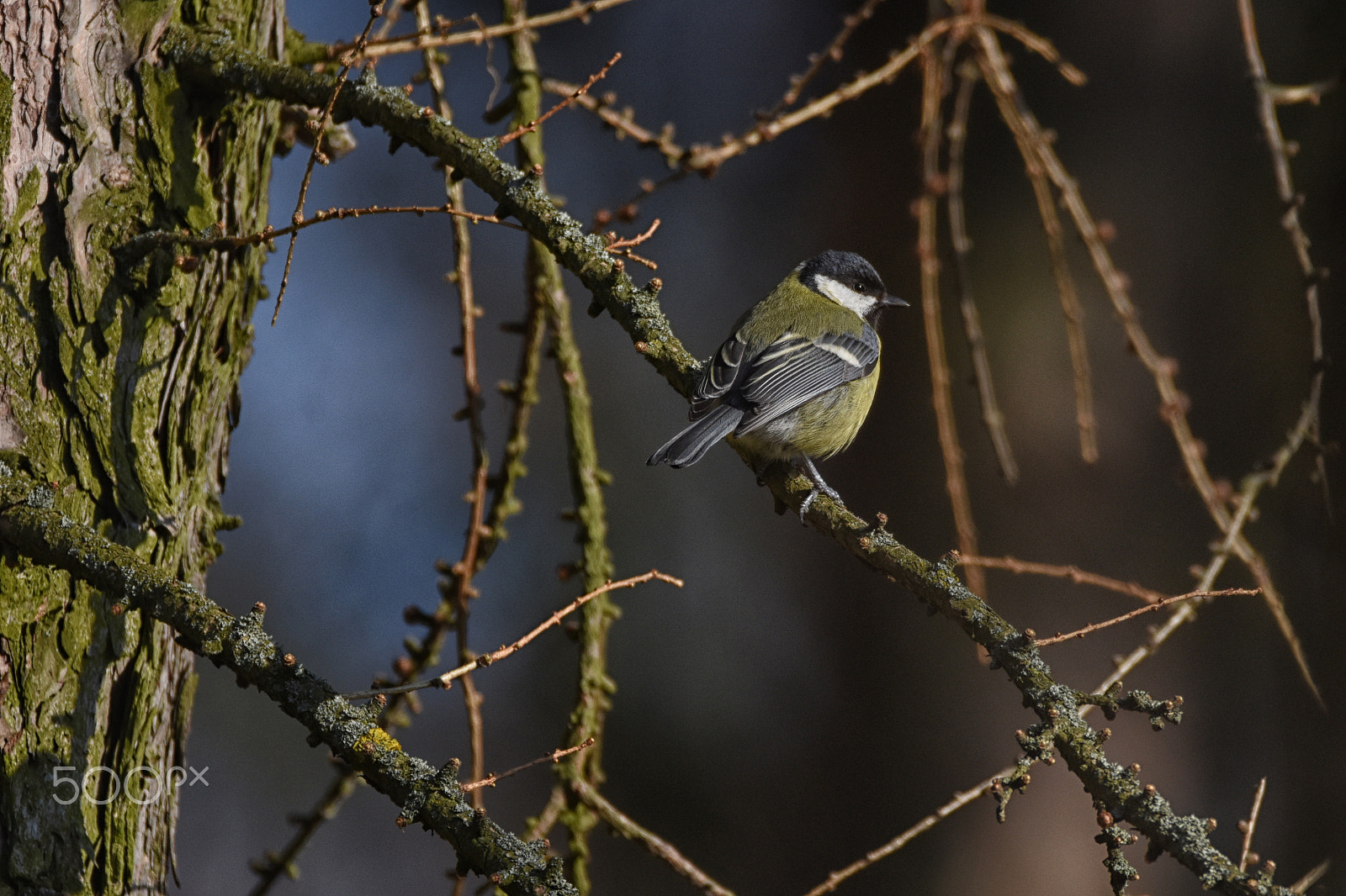 Nikon D7200 + Sigma 150-600mm F5-6.3 DG OS HSM | C sample photo. Sýkora koňadra photography