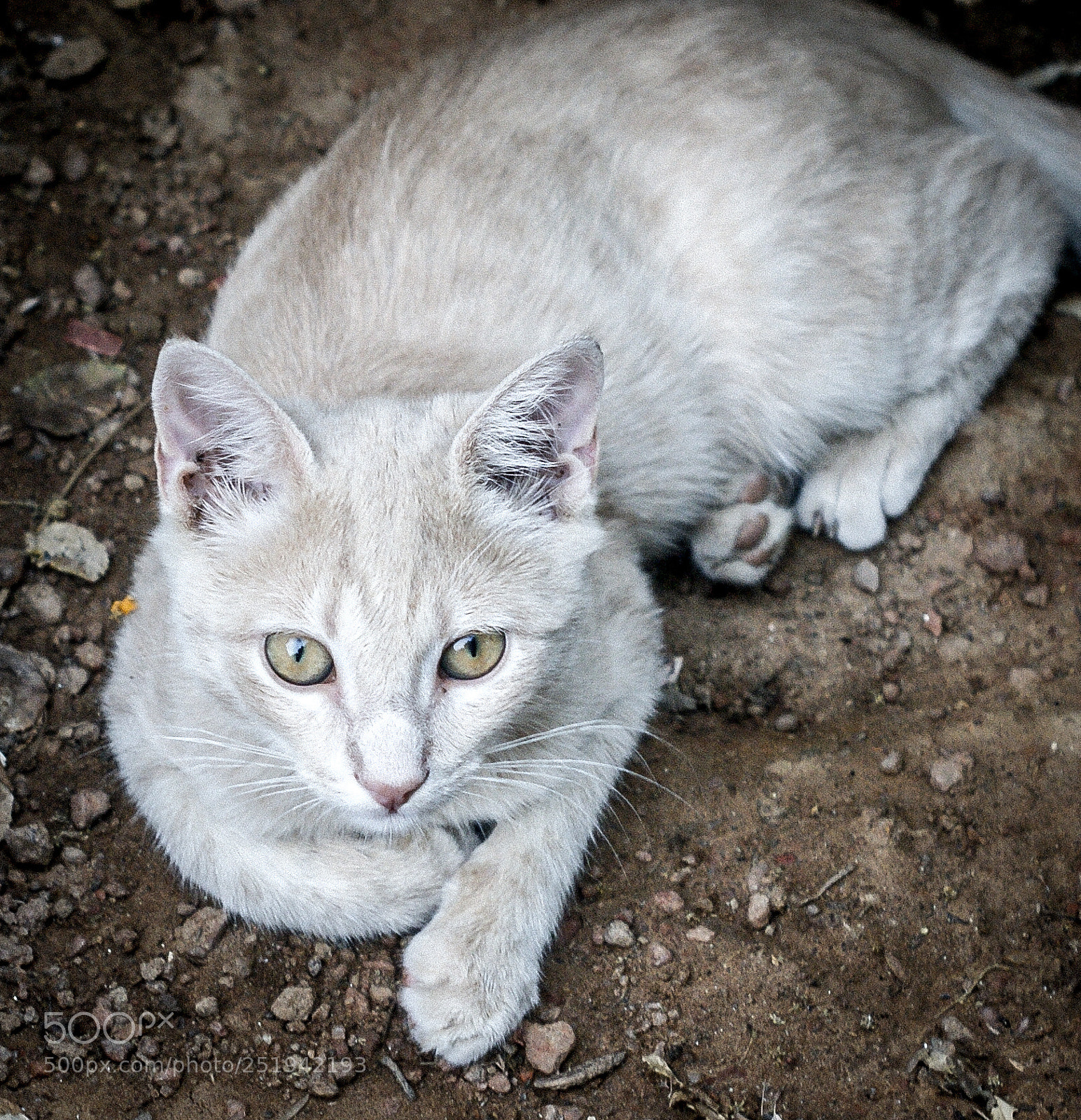 Sony Alpha DSLR-A350 sample photo. My name is cat photography