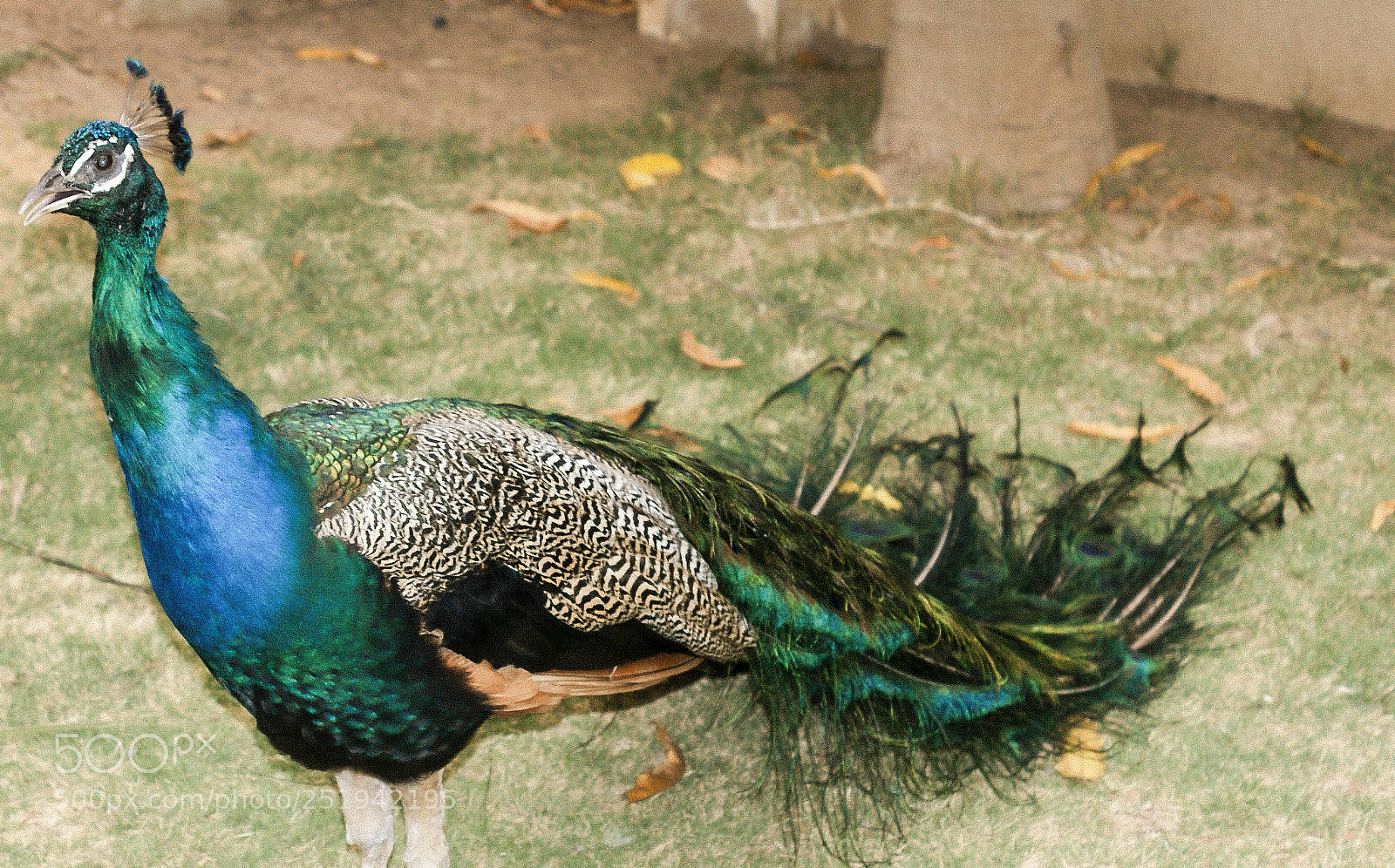 Sony Alpha DSLR-A350 sample photo. Colour coded photography