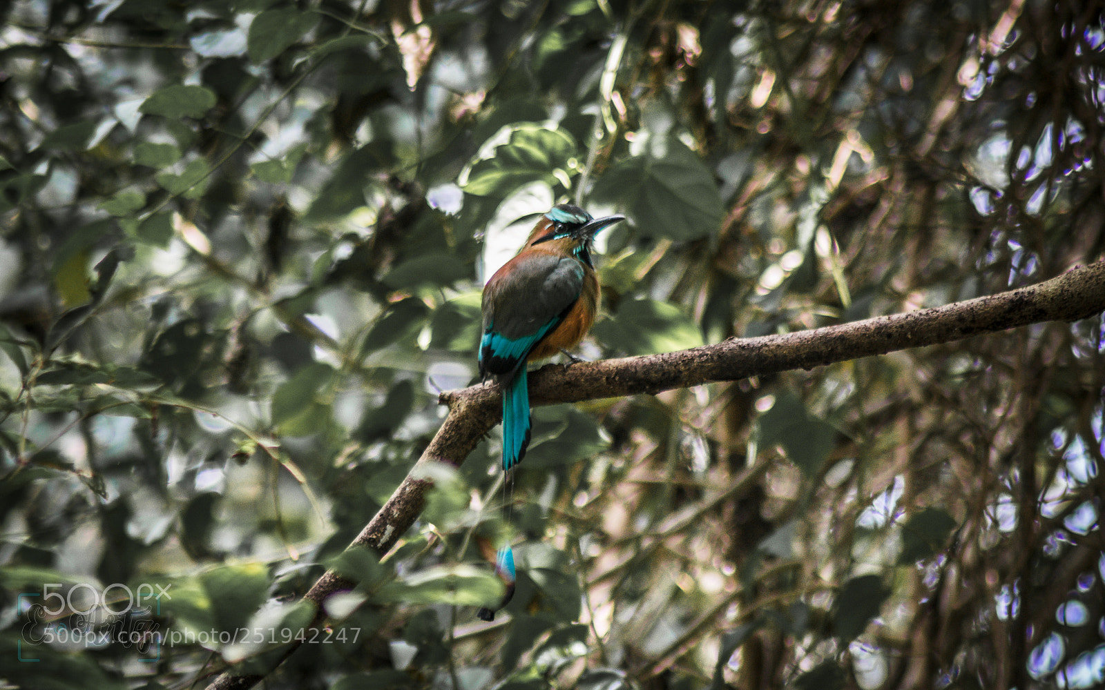 Nikon D3300 sample photo. Into the wild photography