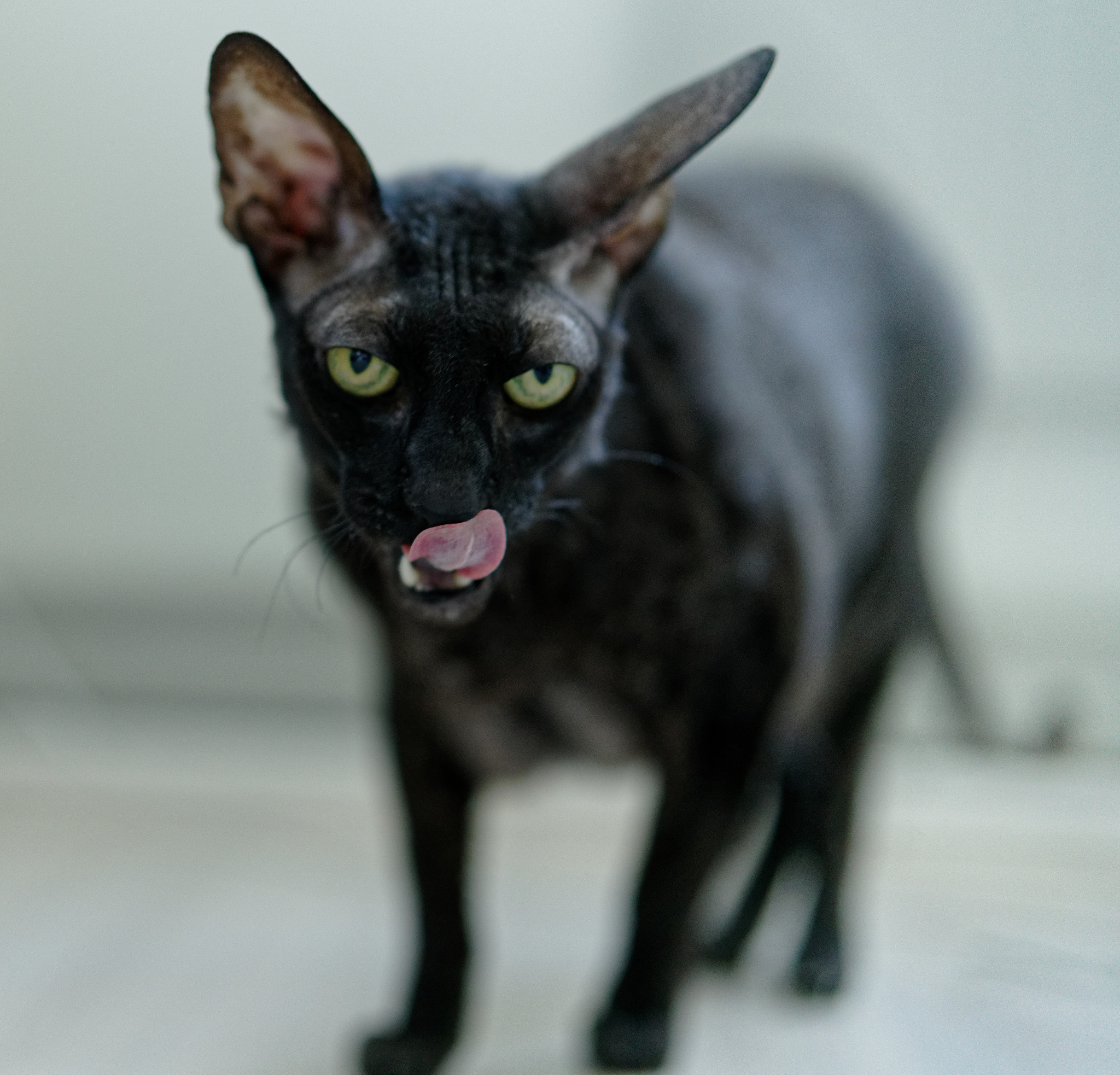 Sony a7R III + Sony Planar T* FE 50mm F1.4 ZA sample photo. Skidi photography