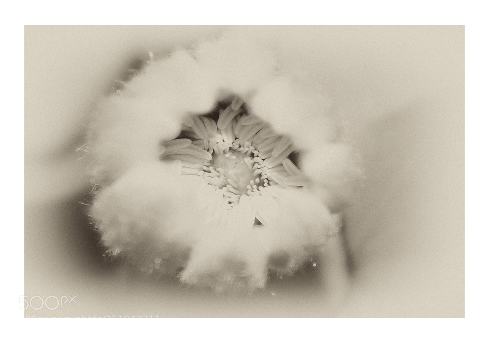 Nikon D5000 sample photo. Spring clematis in the photography
