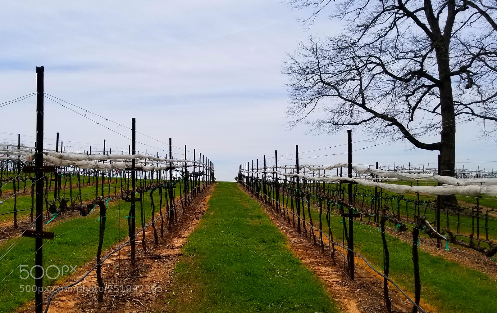 Samsung Galaxy S8+ sample photo. On the vine #dragonbaitandjellyfish photography