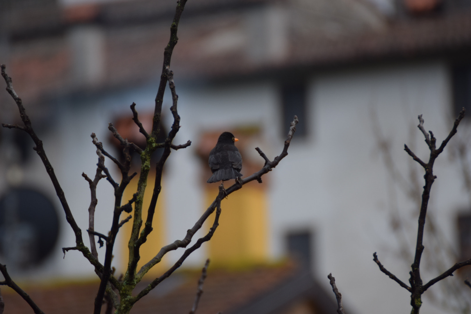 Nikon D5300 sample photo