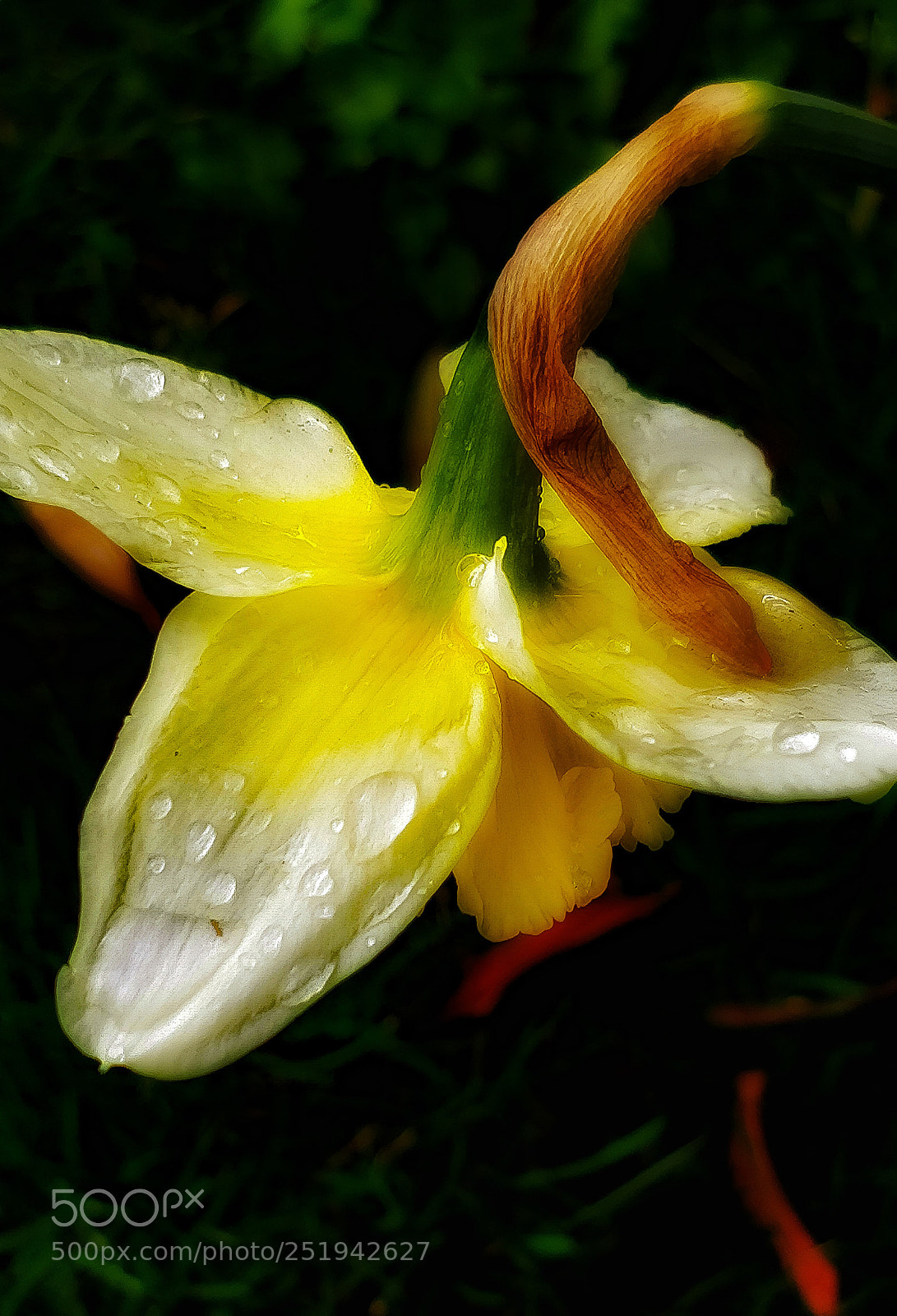 OnePlus 5 sample photo. Narzisse dream...! photography