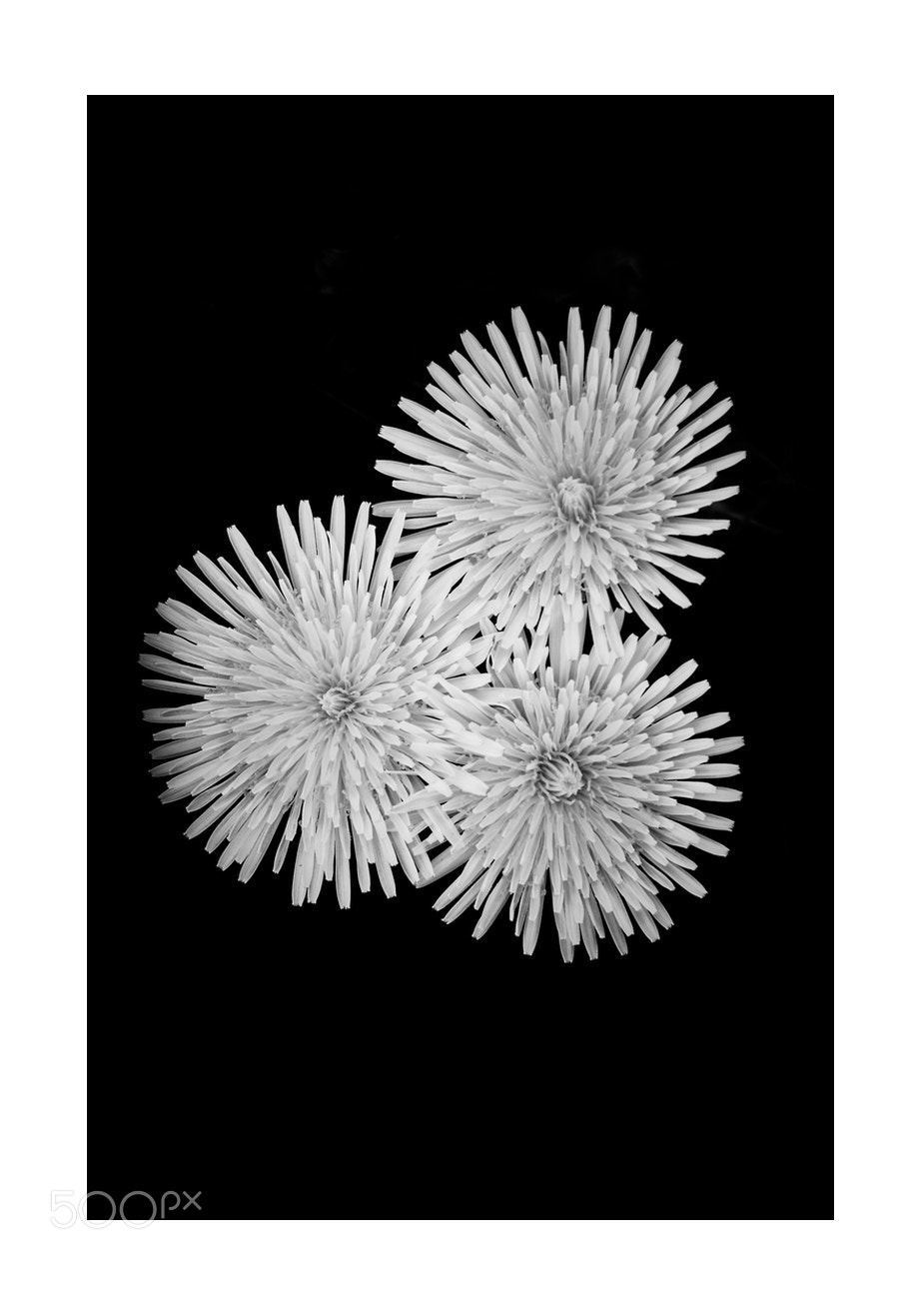 Nikon D5000 sample photo. Trio of springtime dandelions photography
