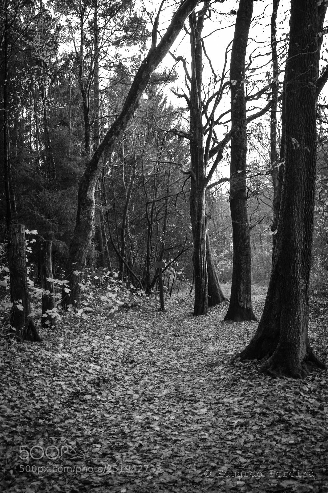 Nikon D700 sample photo. Untitled photography