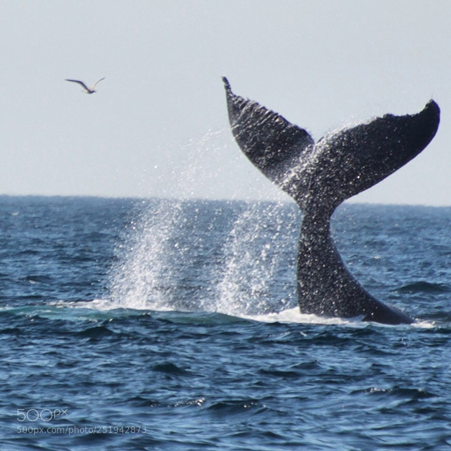Nikon D90 sample photo. Whale tale slap photography