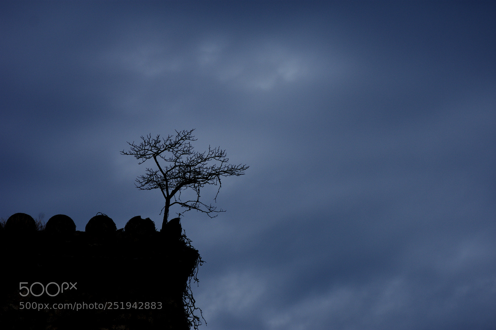Nikon D7200 sample photo. Tree silhouette photography