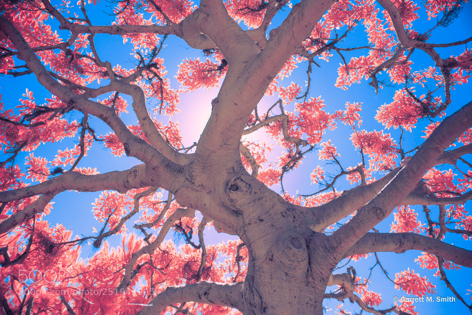 Nikon D800 sample photo. Color infrared tree photography