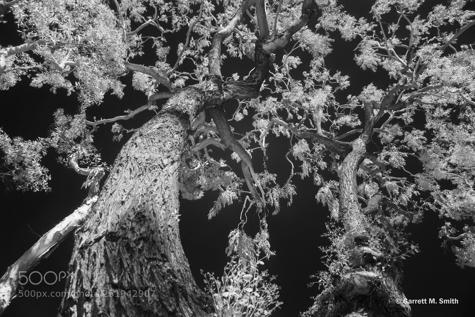 Nikon D800 sample photo. Infrared tree photography