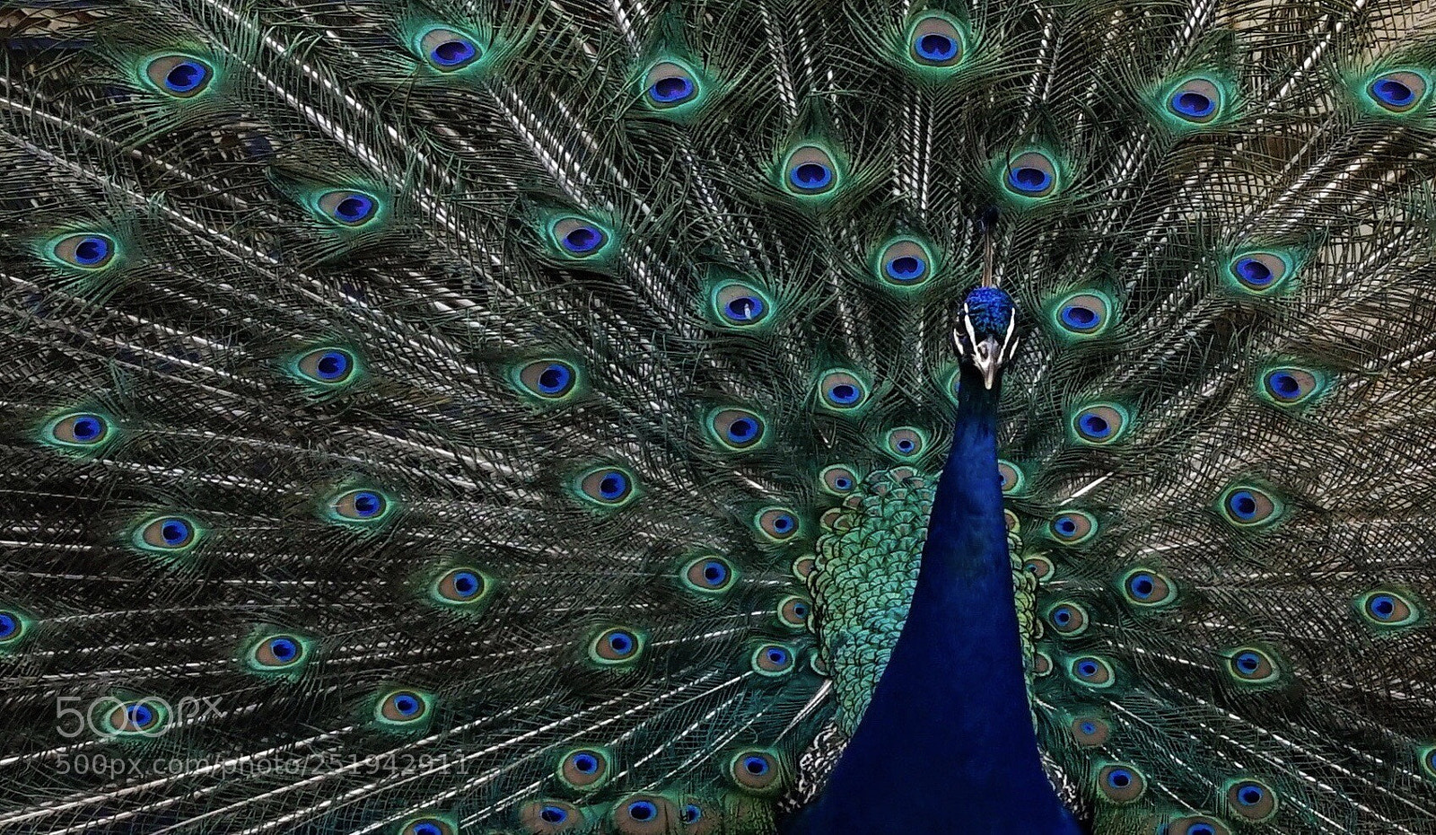 Sony a7 II sample photo. Peacock  photography