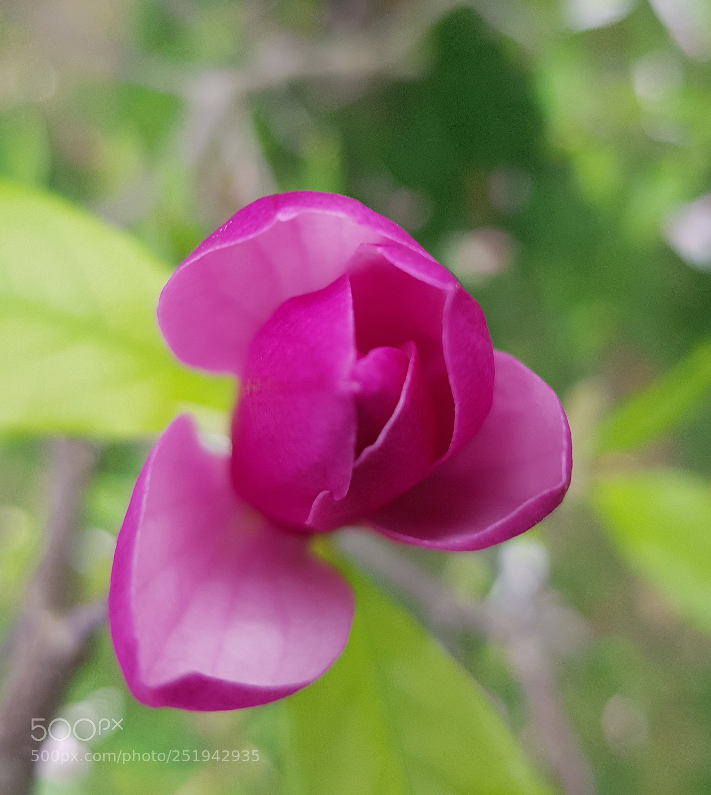 Samsung Galaxy S8 sample photo. Magnolia flower photography