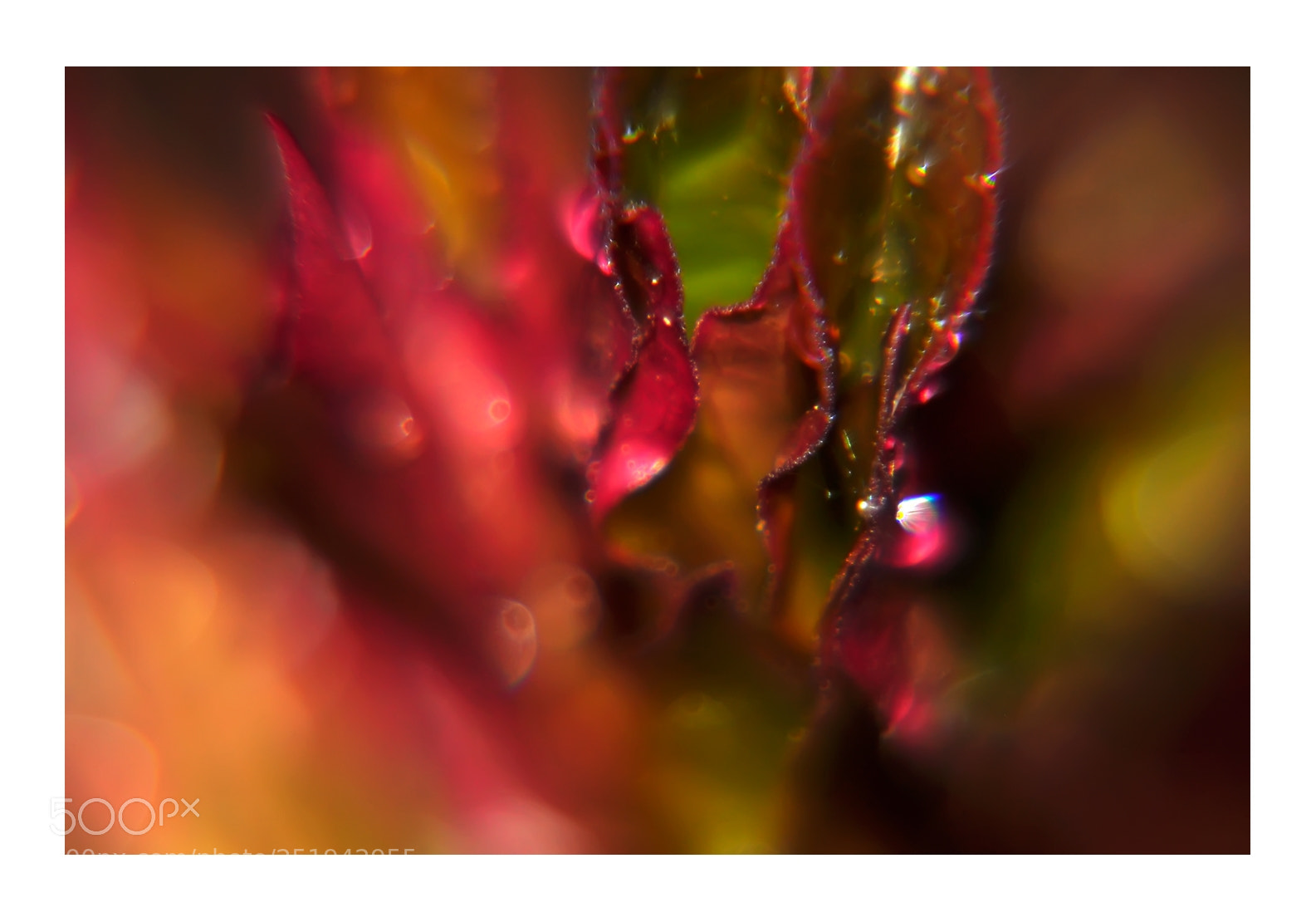 Nikon D5000 sample photo. Spring blooms - no173 photography