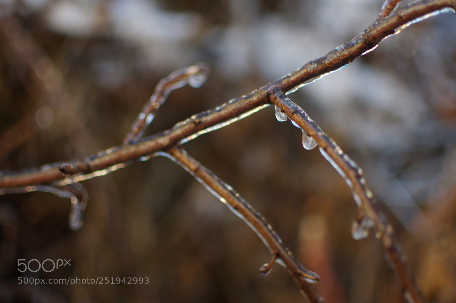 Nikon D7200 sample photo. Frozen branch photography