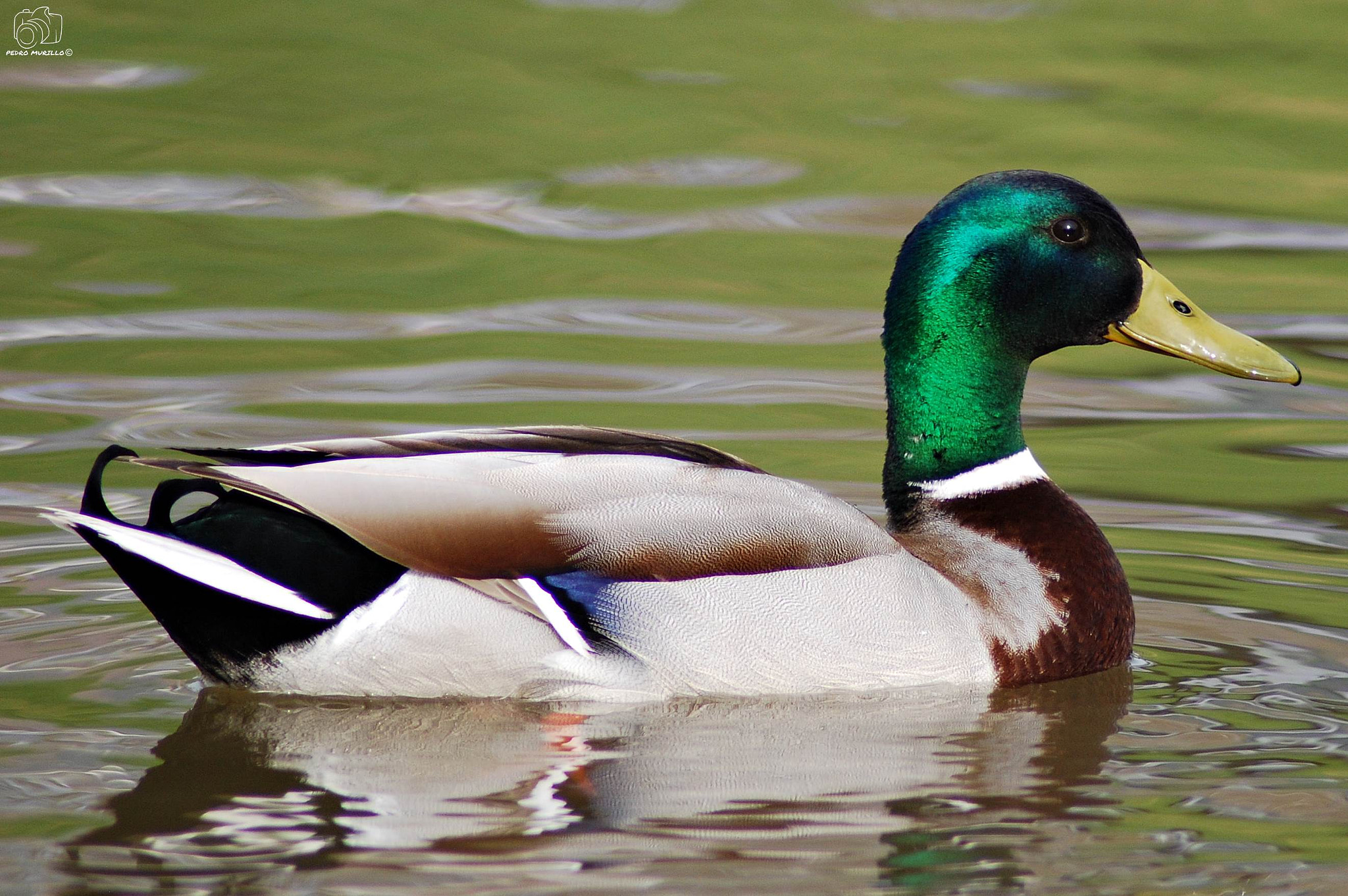 Nikon D60 sample photo