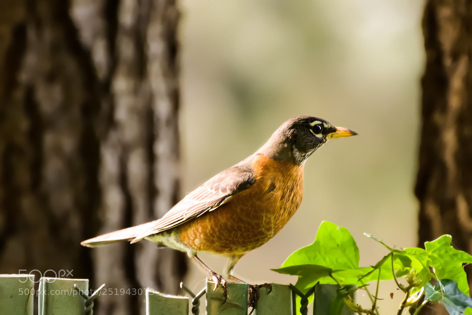 Nikon D800 sample photo. Spring robin photography