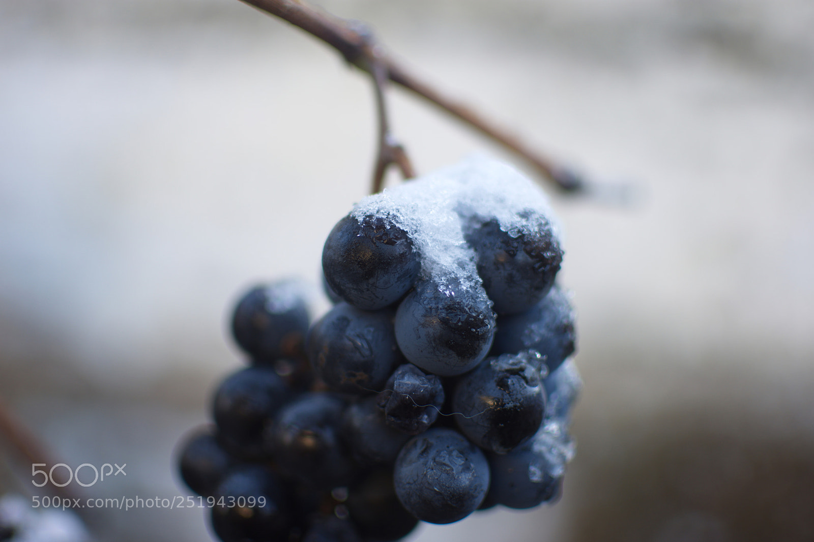 Nikon D7200 sample photo. Frozen grapes photography