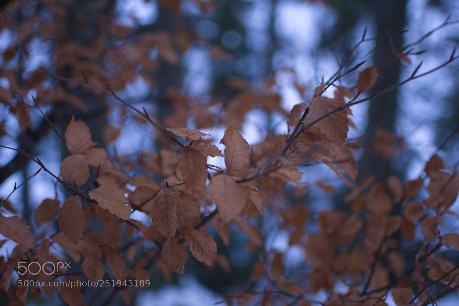 Nikon D7200 sample photo. Leafs during winter photography