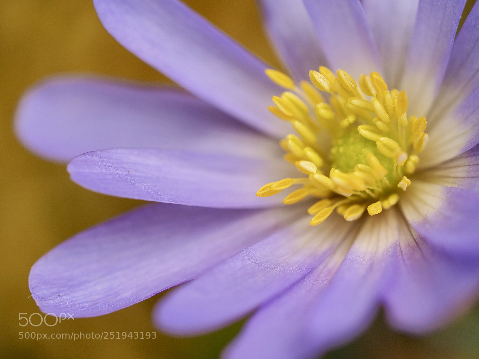 Olympus OM-D E-M10 II sample photo. Spring — anemone  . photography