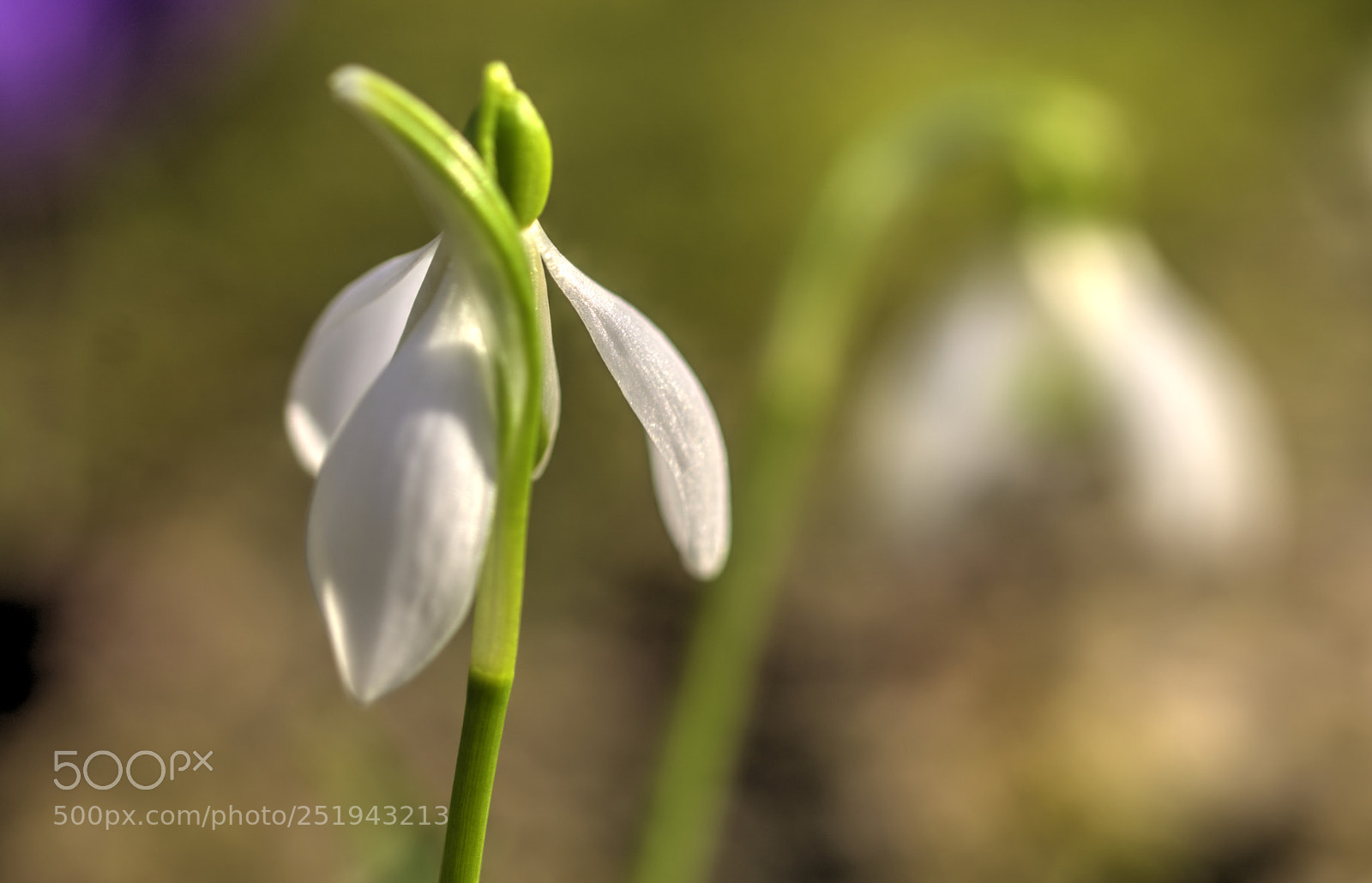 Sony a6000 sample photo. Schneegl ckchen - was photography